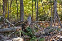 Chipmunks am St. Anne Canyon