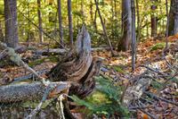 Chipmunks am St. Anne Canyon