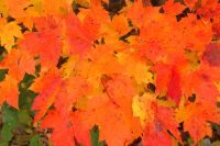 71 Indian Summer