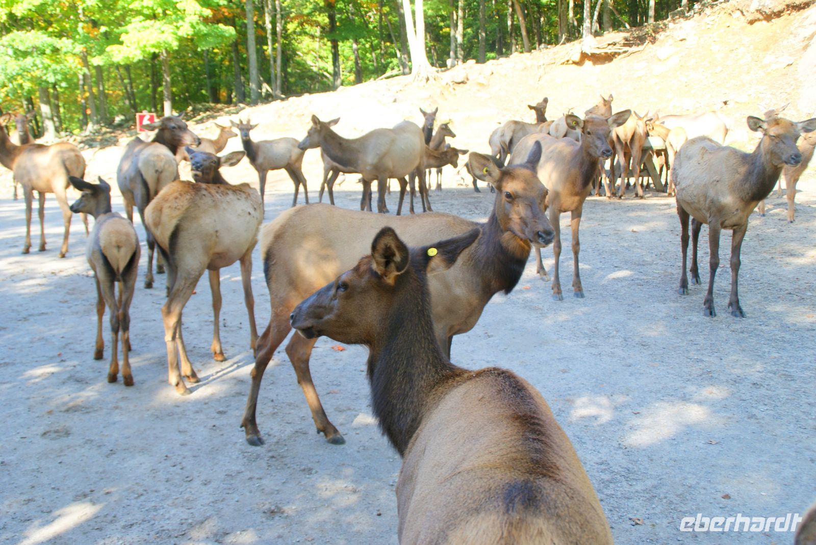 73 Wapiti Hirsche
