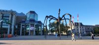 79 Spinne am Kunstmuseum