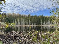 8. Tag – Aufenthalt am Lac Taureau – Herbstlicher Waldspaziergang – Biberdamm/-see