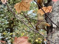8. Tag – Aufenthalt am Lac Taureau – Herbstlicher Waldspaziergang mit Eichhörnchenbeobachtung