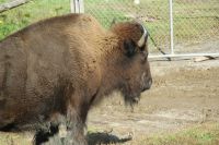 80  Bisons