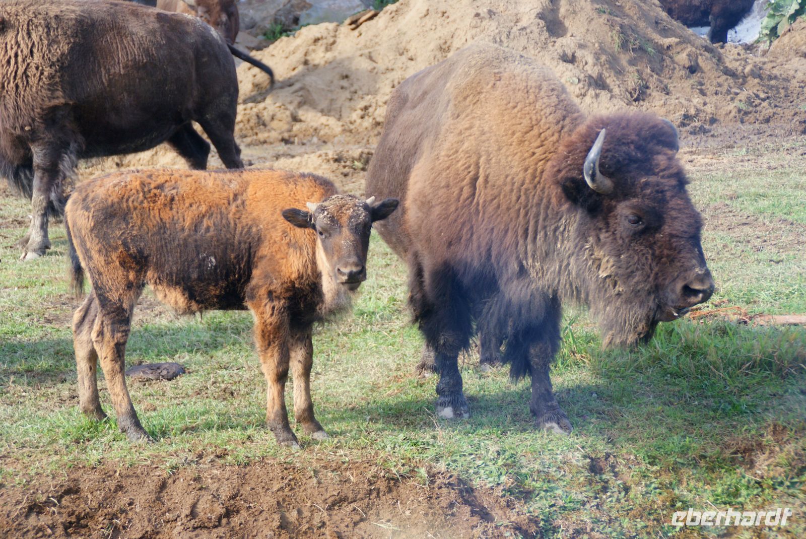 81  Bisons