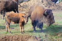 81  Bisons