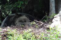 schlafender Bär auf demGrouse Mountain