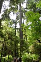 Regenwald am Capilanofluß