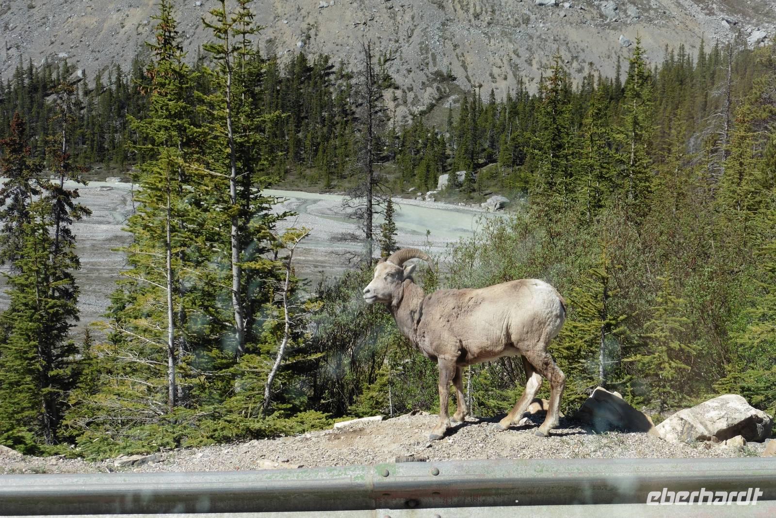Ziegen auf der Strasse