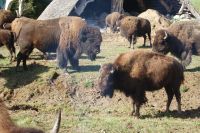 83 Bisons