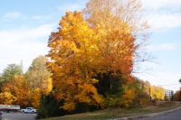 83 Indian Summer