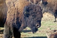 84 Bisons