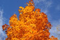 84 Indian Summer