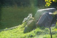 85 Polarfuchs
