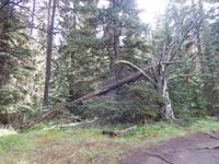 Waldspaziergang am Maligne Lake