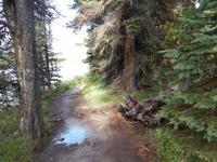 Waldspaziergang am Maligne Lake