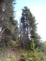 Waldspaziergang am Maligne Lake