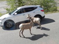 bettelnde Dickhornschafe an der Straße