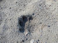 Tierspuren - Wolf oder Hund?