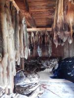 Felllager im Fort St. James