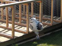 beim Hühnerrennen im Fort St. James