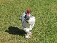 beim Hühnerrennen im Fort St. James