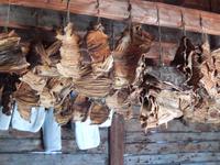 getrocknete Lachse im Fort St. James