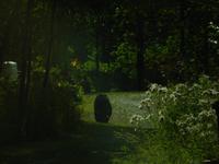 Ein Bär in der Nähe des Lake Stewart