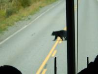 Bärensichtung Nr. 2