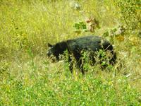 schüchterner Schwarzbär