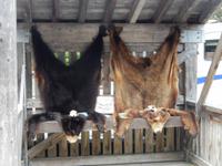 Bärenfelle am Fish Creek