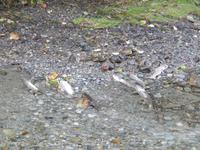 altersschwache Lachse