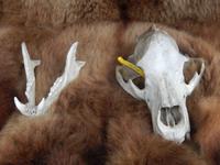 zurück am Fish Creek