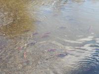 Lachse am Hannah Creek