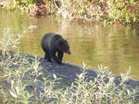 Grizzlybären am Hannah Creek