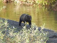 Grizzlybären am Hannah Creek
