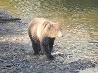 Grizzlybären am Hannah Creek