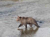 Grizzlybären am Hannah Creek