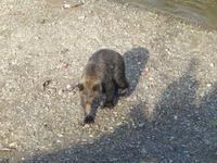 Grizzlybären am Hannah Creek