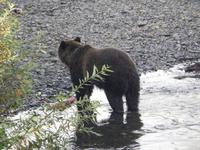 Grizzlybären am Hannah Creek