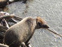 Grizzlybären am Hannah Creek