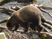 Grizzlybären am Hannah Creek