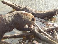 Grizzlybären am Hannah Creek