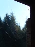 Spinnennetz am Hoomak Lake