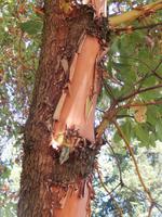 Erdbeerbaum in Chamainus