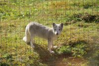 86 Polarfuchs