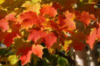 87 Indian Summer