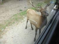 auf der Fahrt durch den Omega Wildlife-Park
