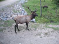 auf der Fahrt durch den Omega Wildlife-Park