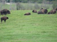 auf der Fahrt durch den Omega Wildlife-Park